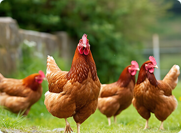 Broiler Farming